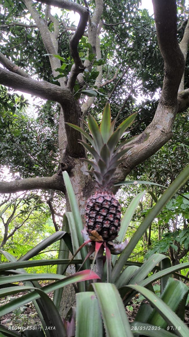 A basket of fresh vegetables