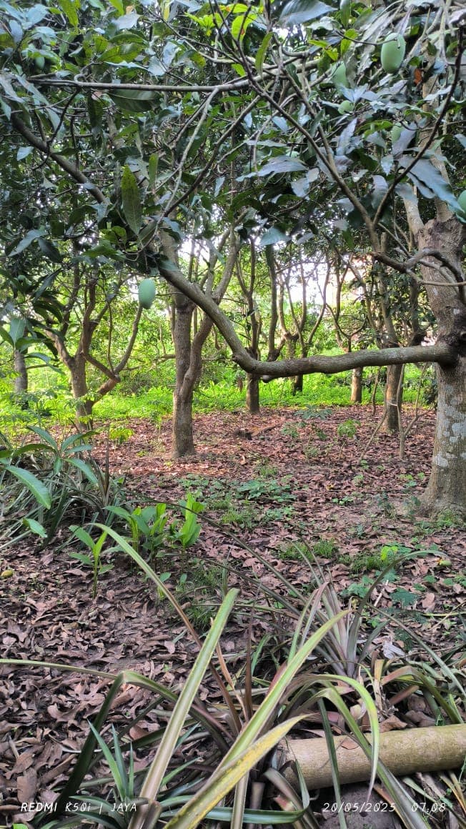 A cow grazing in a green pasture